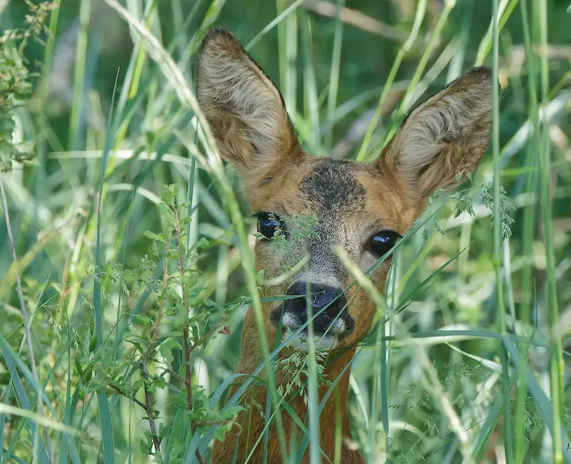 Balade dans le GR300 et via Allier